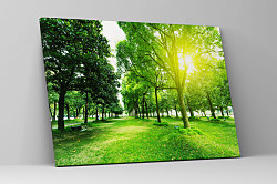 Obraz Zeleň v parku 1671